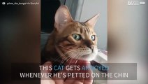Cat gets annoyed every time he is petted
