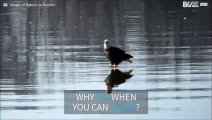 American bald eagle floats down the Mississippi on a block of ice