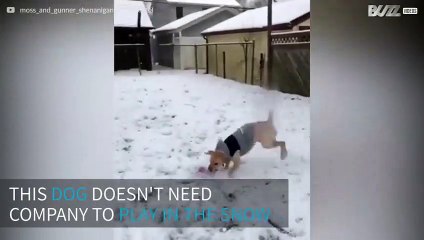 This dog won't stay inside while it's snowing!