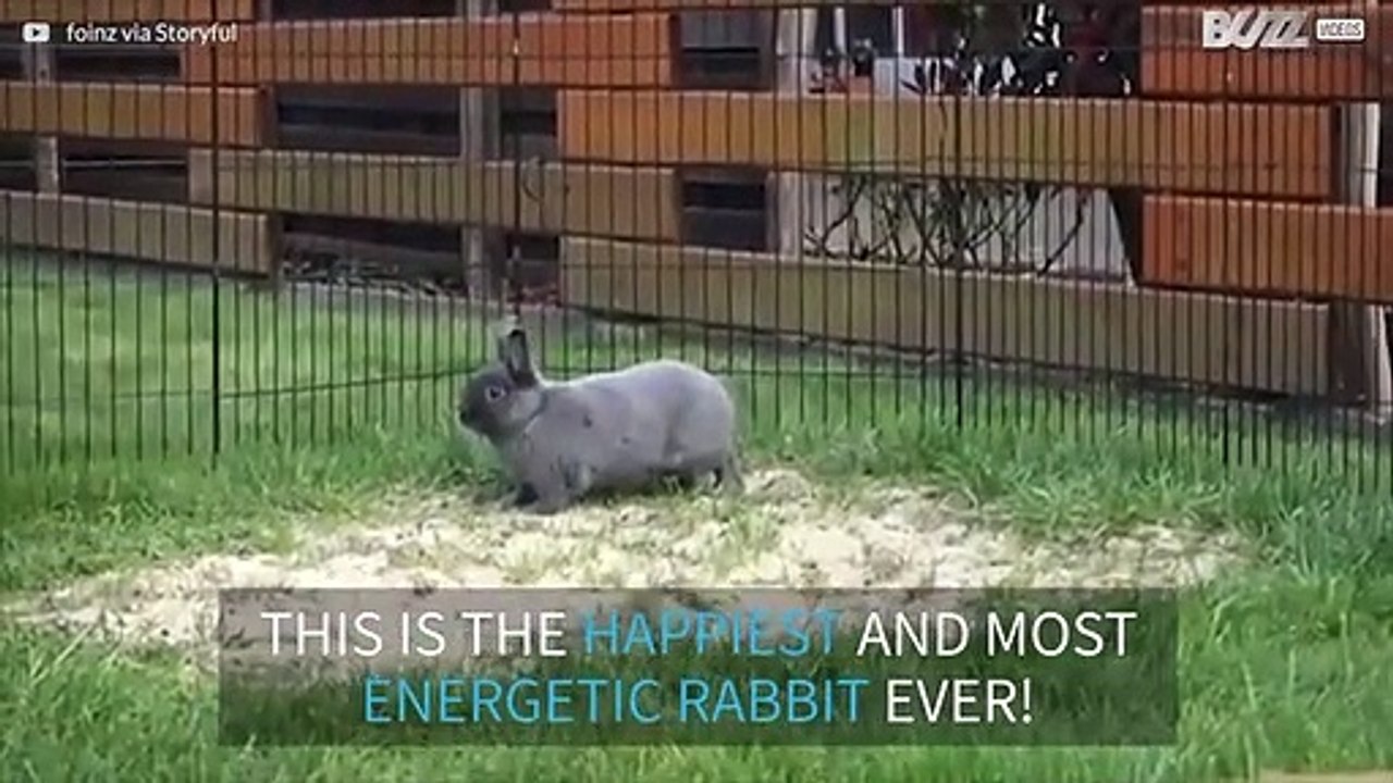 The most energetic rabbit ever!