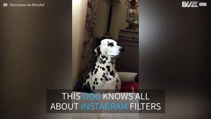 This dog knows exactly how Instagram's filters work