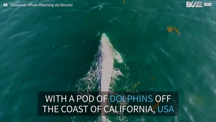 Whale and dolphins play together during migration!