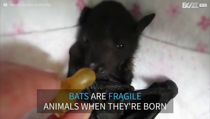 This rescued baby bat is way too cute