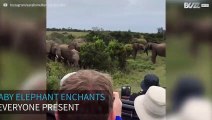 Baby elephant slips next to tourists in South Africa