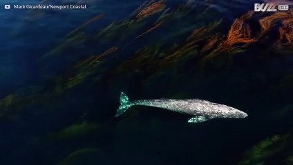 Majestic gray whale swims through giant seaweeds