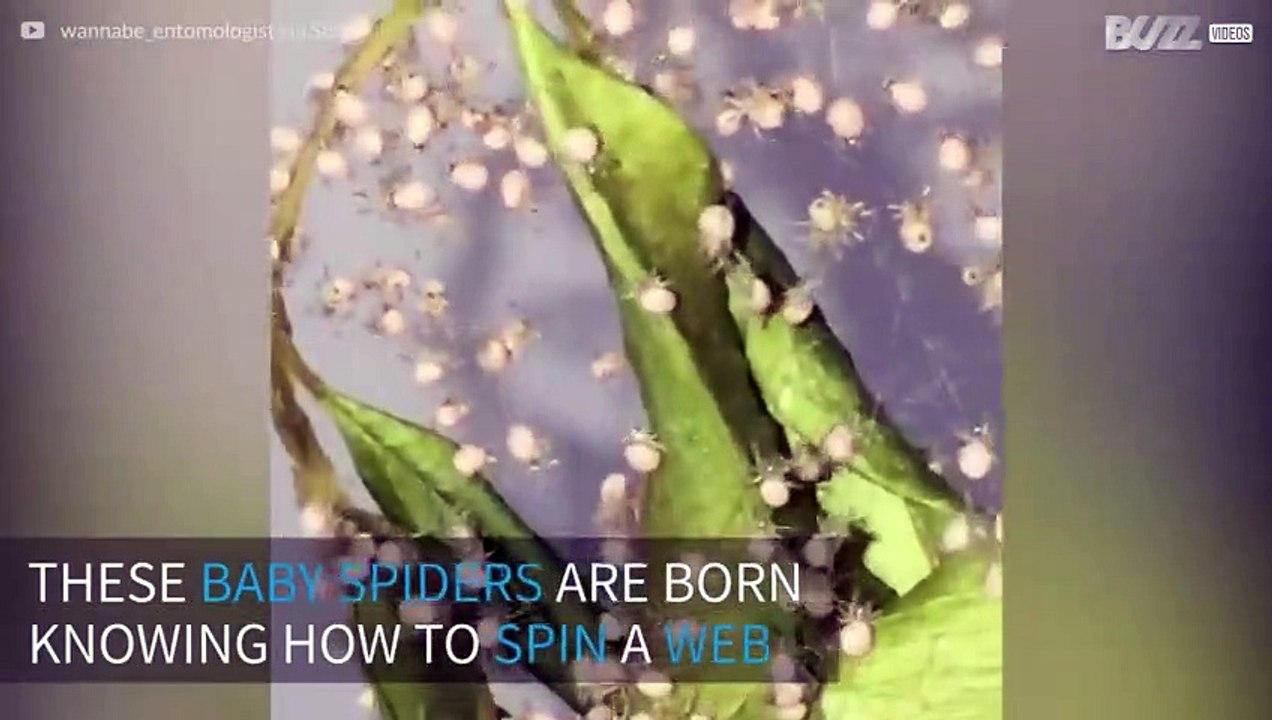 Baby spiders spin their first webs right after...