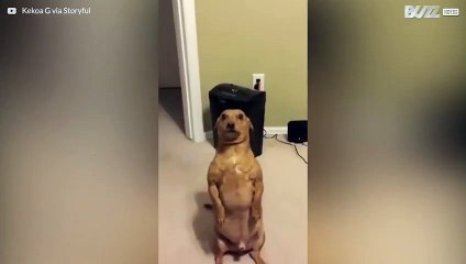 Dog sits like a human to ask for food