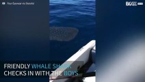 A curious whale shark checks in with fishermen