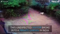 Baby elephant breaks into a house's backyard in India