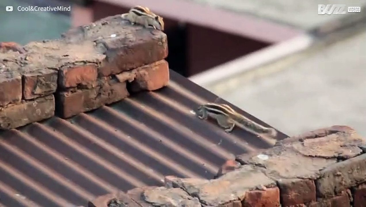 Watch two adorable chipmunks kissing