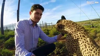 Cheetah loves to be petted
