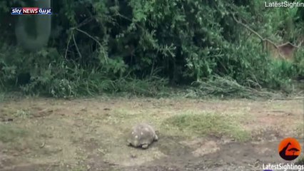 [1280x720] فيديو السلحفاة المحظوظة يلقى تفاعلا كبيرا