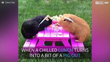 Guinea-pigs' picnic interrupted by uninvited guest