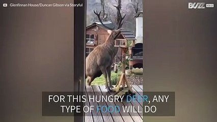 Cheeky deer steals bird's food