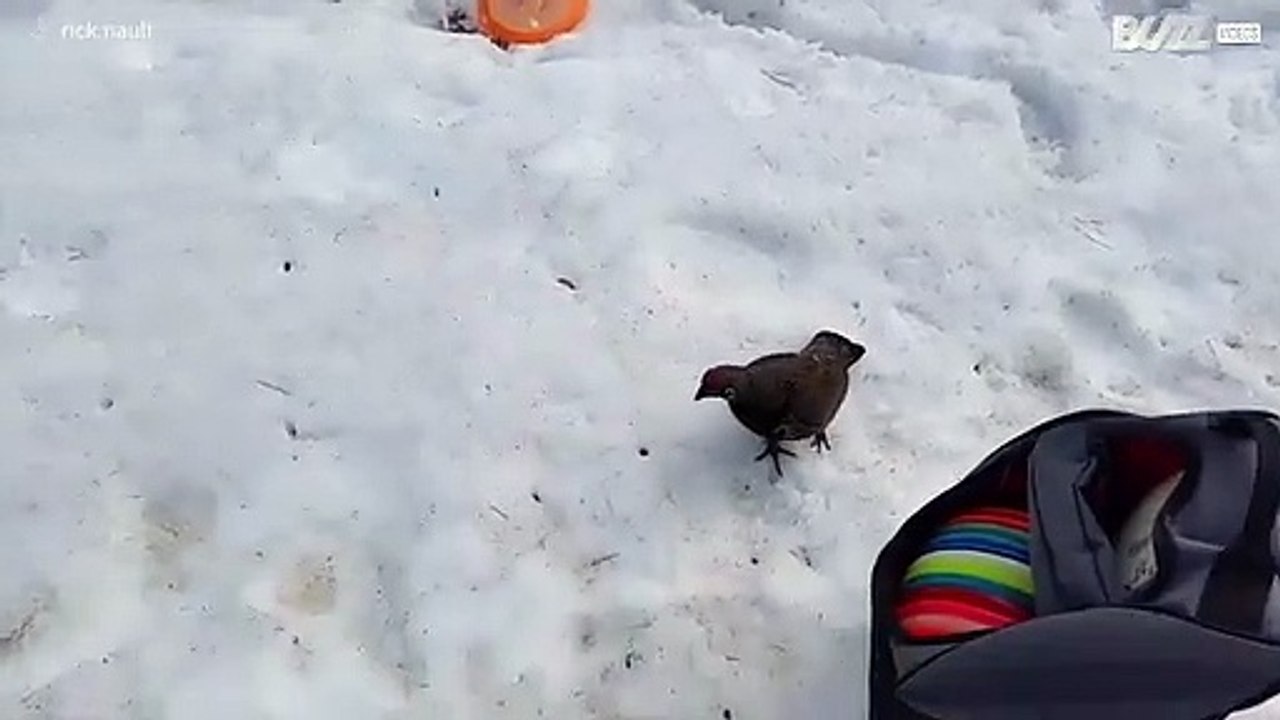 Man is stalked by "evil" bird