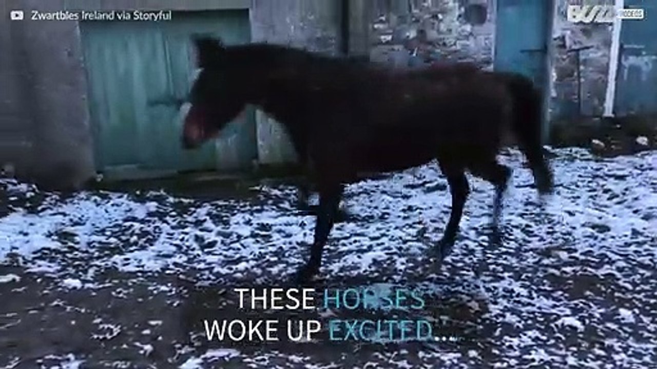 These horses regretted going out into the snow