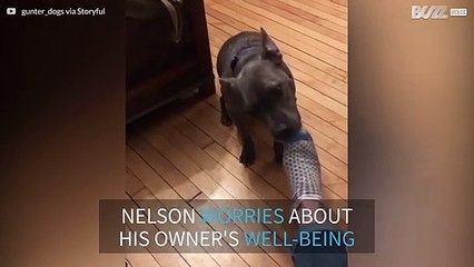 Dog takes off owner's socks after a tiring day of work