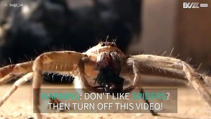 Ever see a spider eating breakfast?