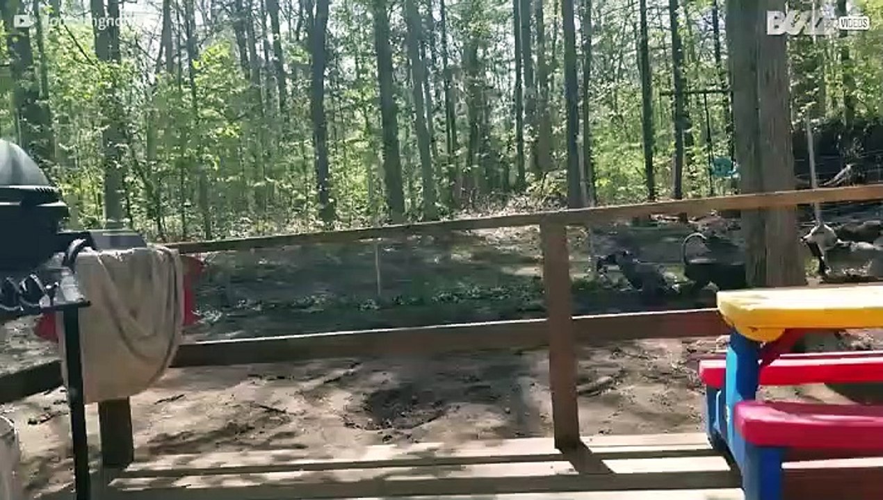 Meet the bravest cat ever!
