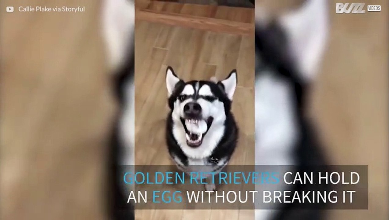 Husky attempts the egg challenge
