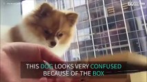 Box leaves dog very confused