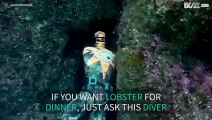 Diver gets lobster for dinner in New Zealand