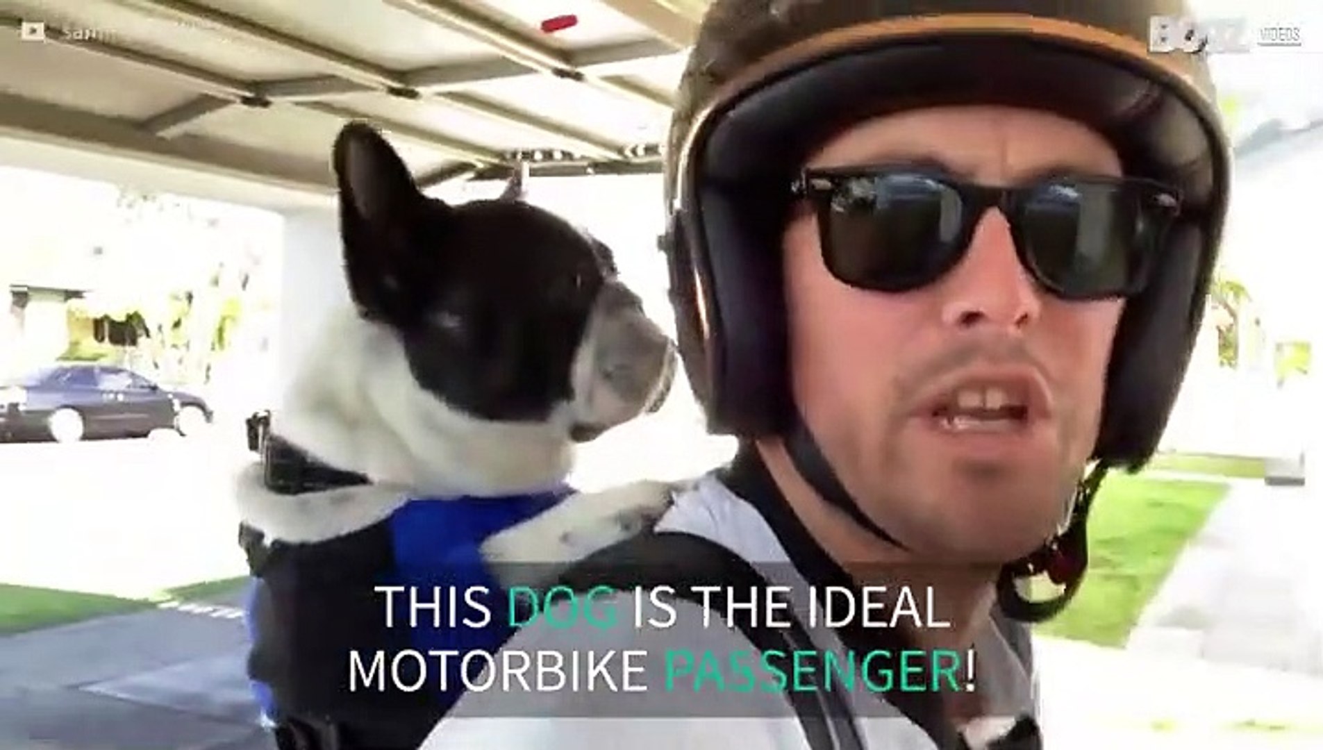 frenchie motorcycle helmet French Bulldog Designed for maximum protection and comfort French bulldog loves motorbike riding