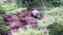 مقطع مؤثر لصغير وحيد القرن يحاول الرضاعة من والدته المقتولة - فيديو - قناة التغيير الفضائية