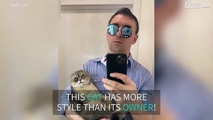 Cat puts owner into the shade during Switch Challenge