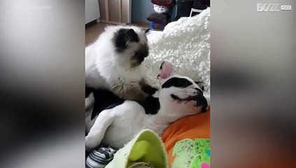 Cat massages dog in cuddly encounter