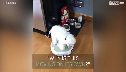 Dog rides robot vacuum cleaner