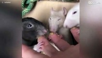 Hungry rodents can't resist finger food!