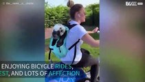 Dog hitches ride on bicycle!