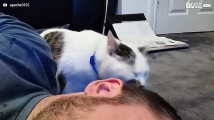 Cat loves to wash owner's hair