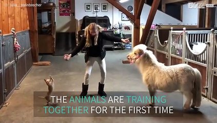 Animal trainer trains pony and Chihuahua at the same time