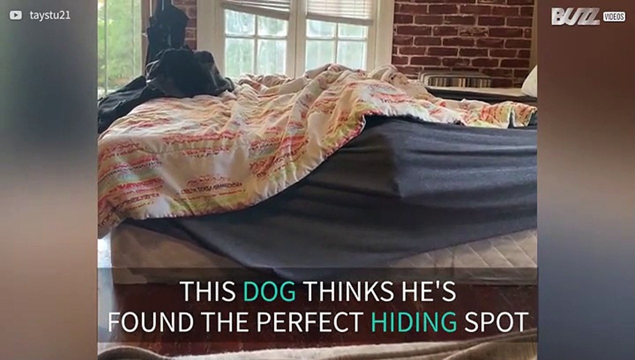 Dog seeks comfort under bed sheets