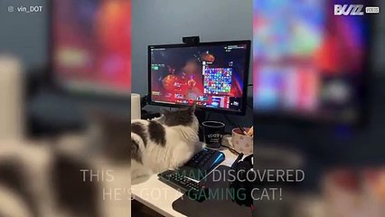Owner interrupts cat playing computer game