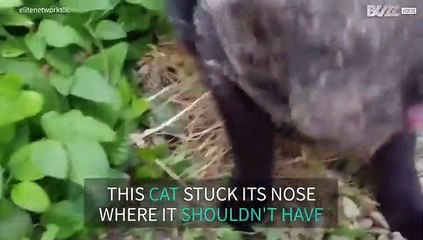 Cat is caught by spider web