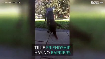 Dog and bird are best buddies