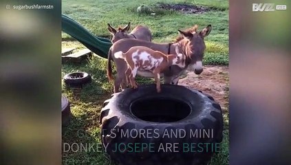 Baby goat and miniature donkey share adorable friendship!