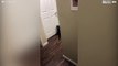 Clever cat figures out how to open doors like a human