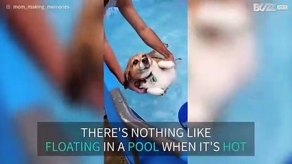 Dog only wants to float in pool