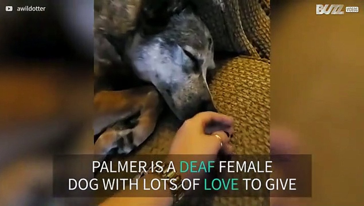 How to wake up a deaf dog! video Dailymotion