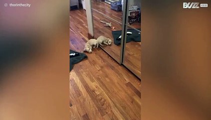 Dachshund puppy thinks his reflection is another dog
