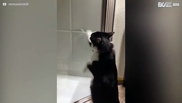 Cat can't get to grips with own reflection!