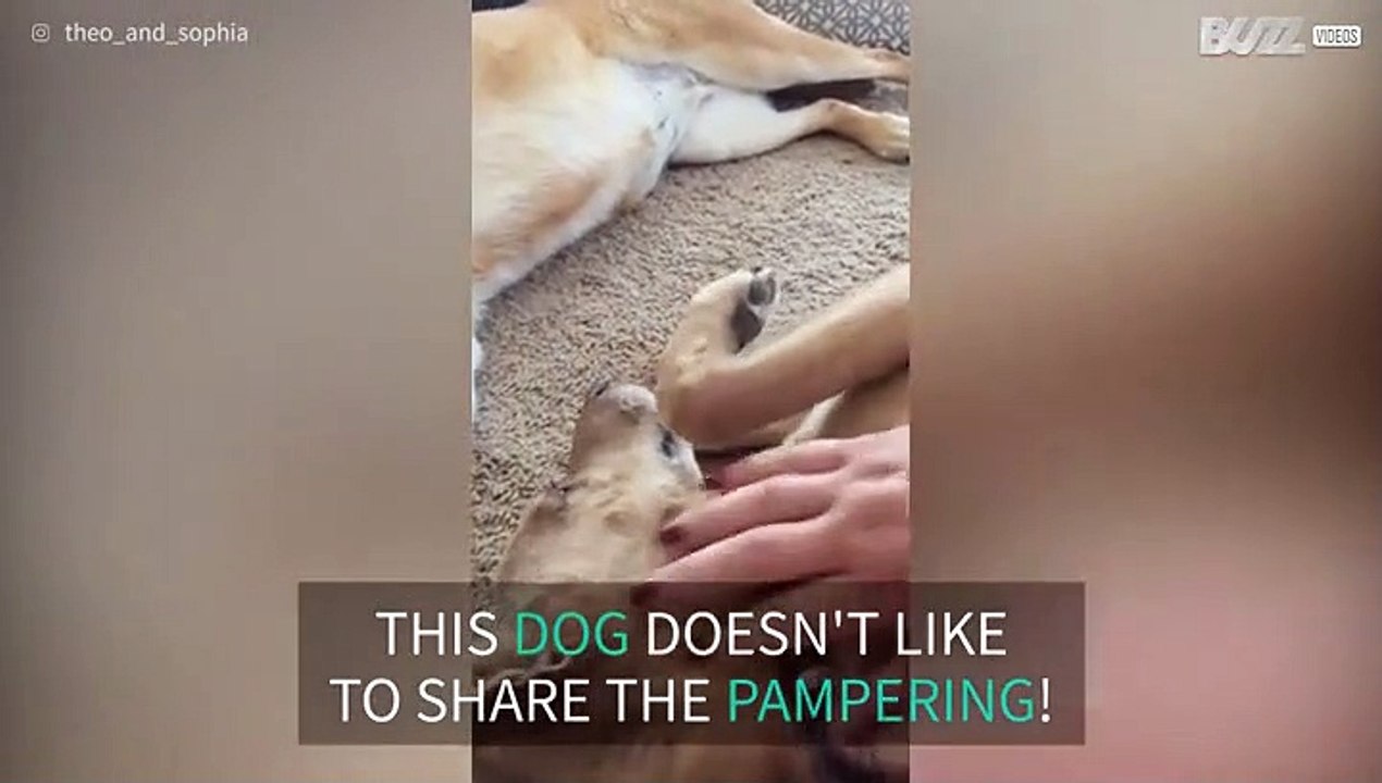 Selfish dog wants all the belly rubs!