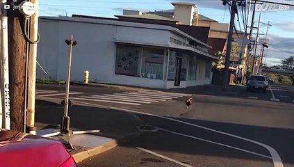 Here's why the chicken crossed the road