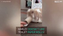 Bunny has a beef with toilet paper rolls!