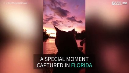 Cat enjoys watching purrrfect sunset