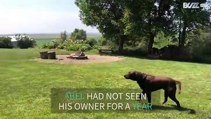 Emotional moment dog and owner reunite after one year apart